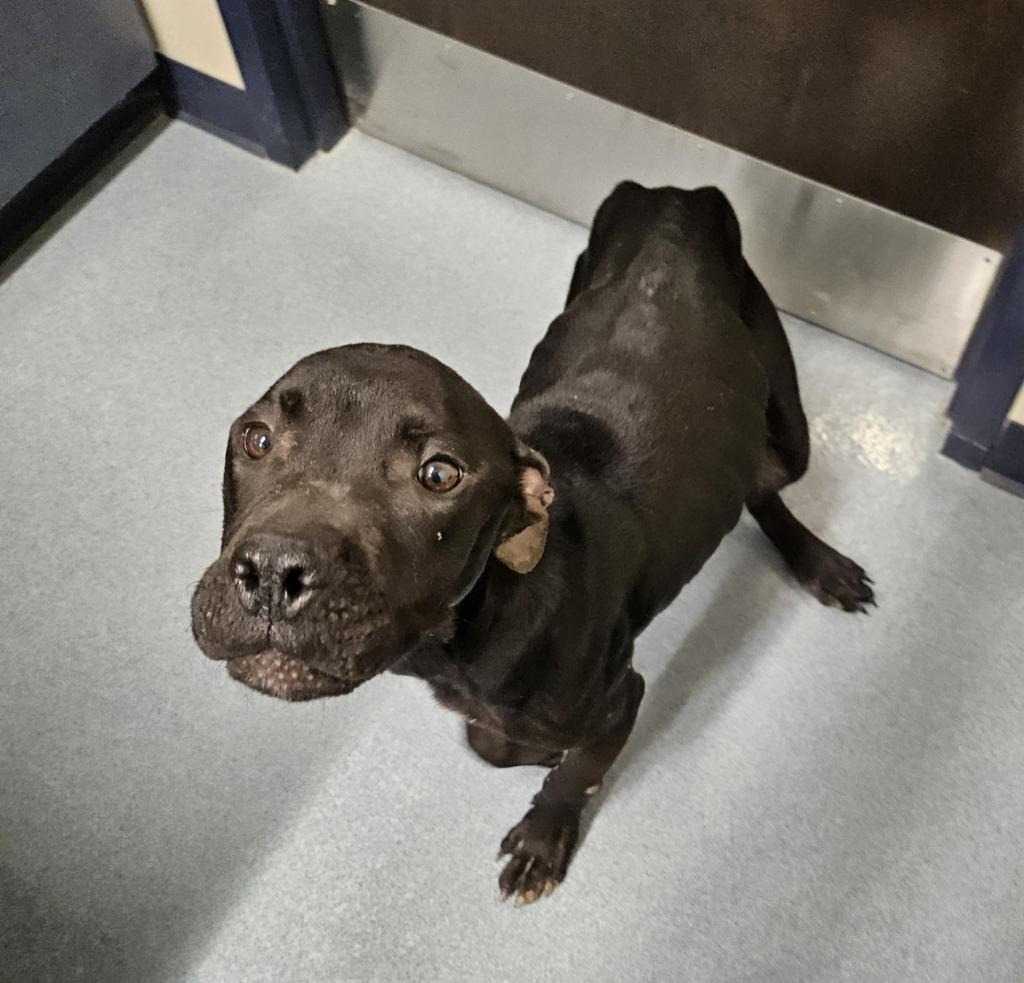 Charlie, Adoptable, Adult Male Bull Terrier.