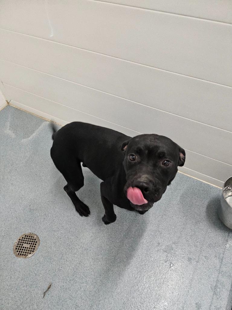 Enlarge Charlie, a Adoptable Bull Terrier in Portland, IN image 2/5