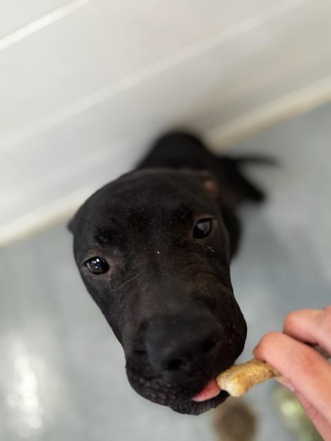 Enlarge Charlie, a Adoptable Bull Terrier in Portland, IN image 3/5