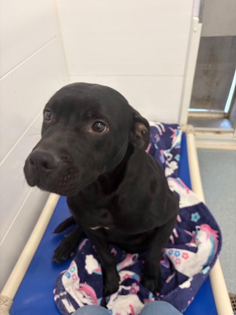 Enlarge Charlie, a Adoptable Bull Terrier in Portland, IN image 5/6