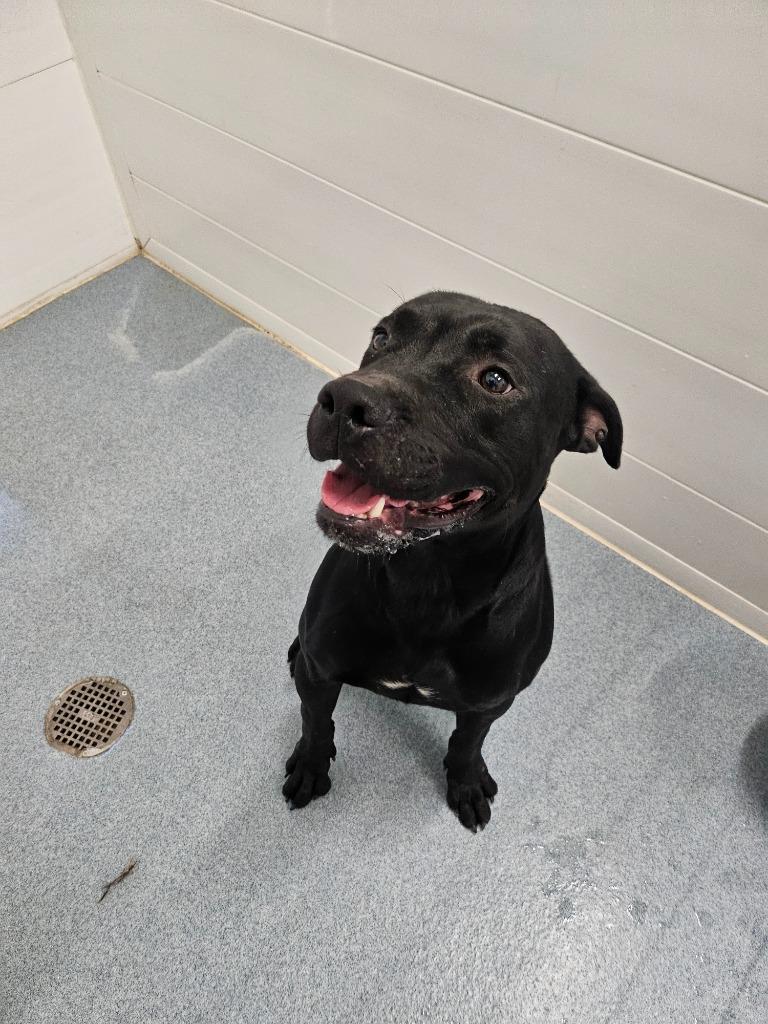 Enlarge Charlie, a Adoptable Bull Terrier in Portland, IN image 6/6