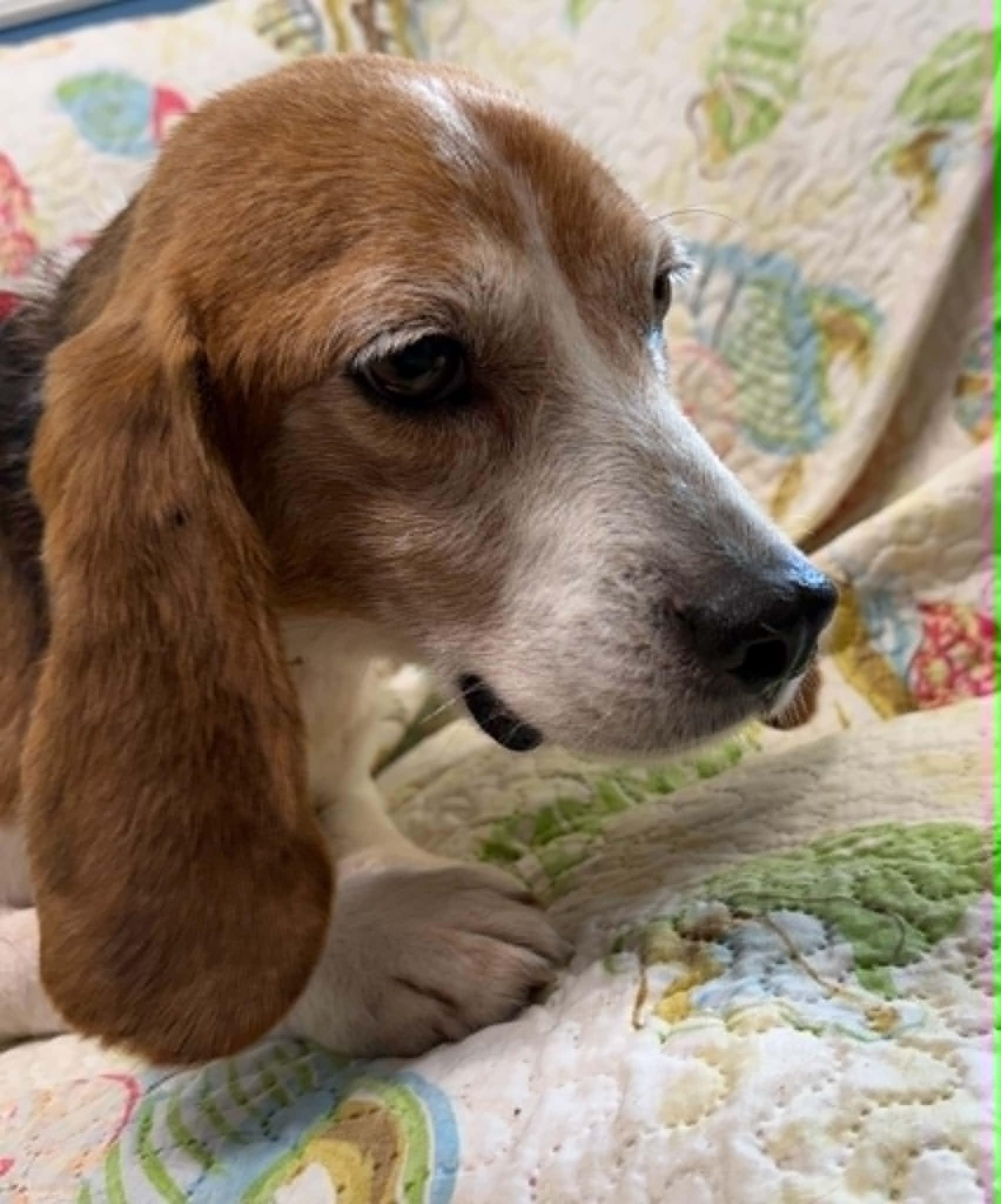 Junebug, a ADOPTABLE Beagle in Sunderland, MD image 3/4