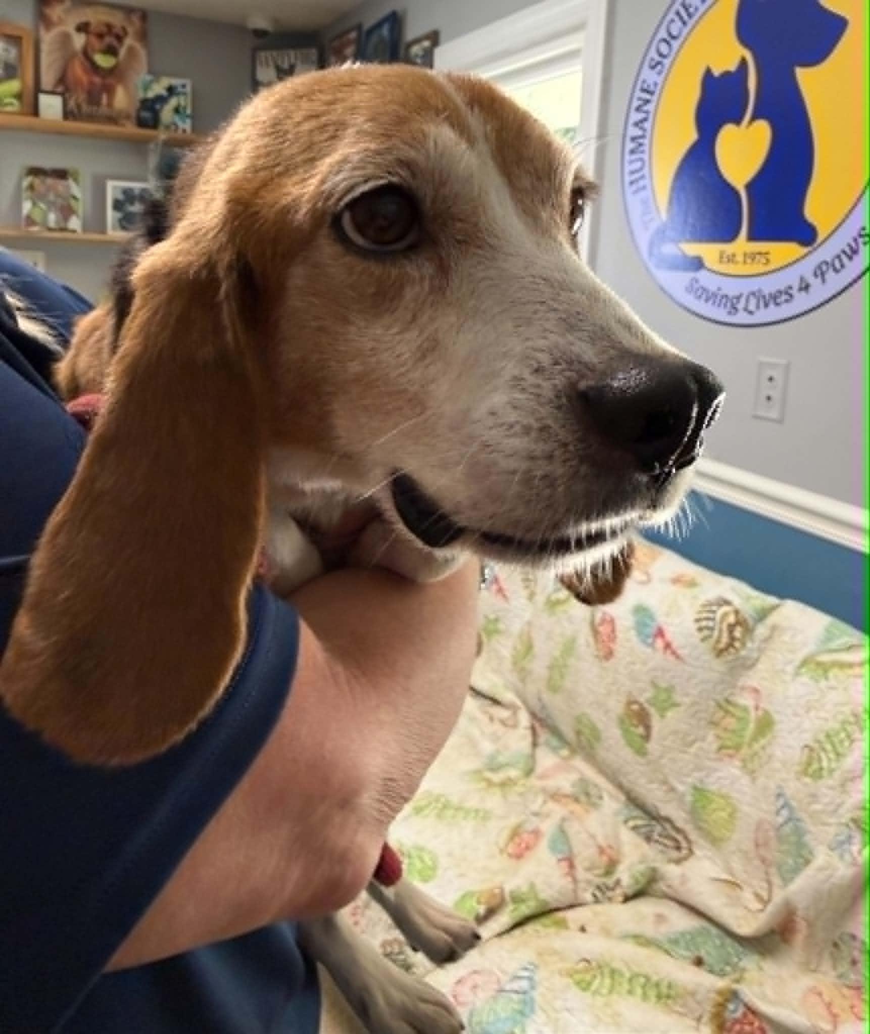 Junebug, a ADOPTABLE Beagle in Sunderland, MD image 4/4