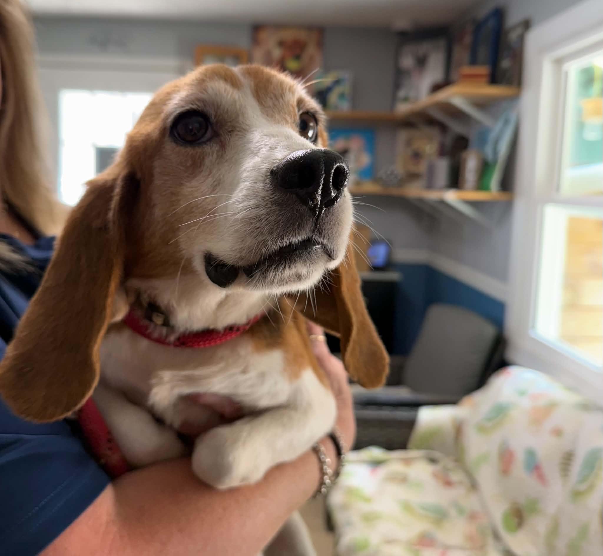 Junebug, ADOPTABLE, Senior Female Beagle.