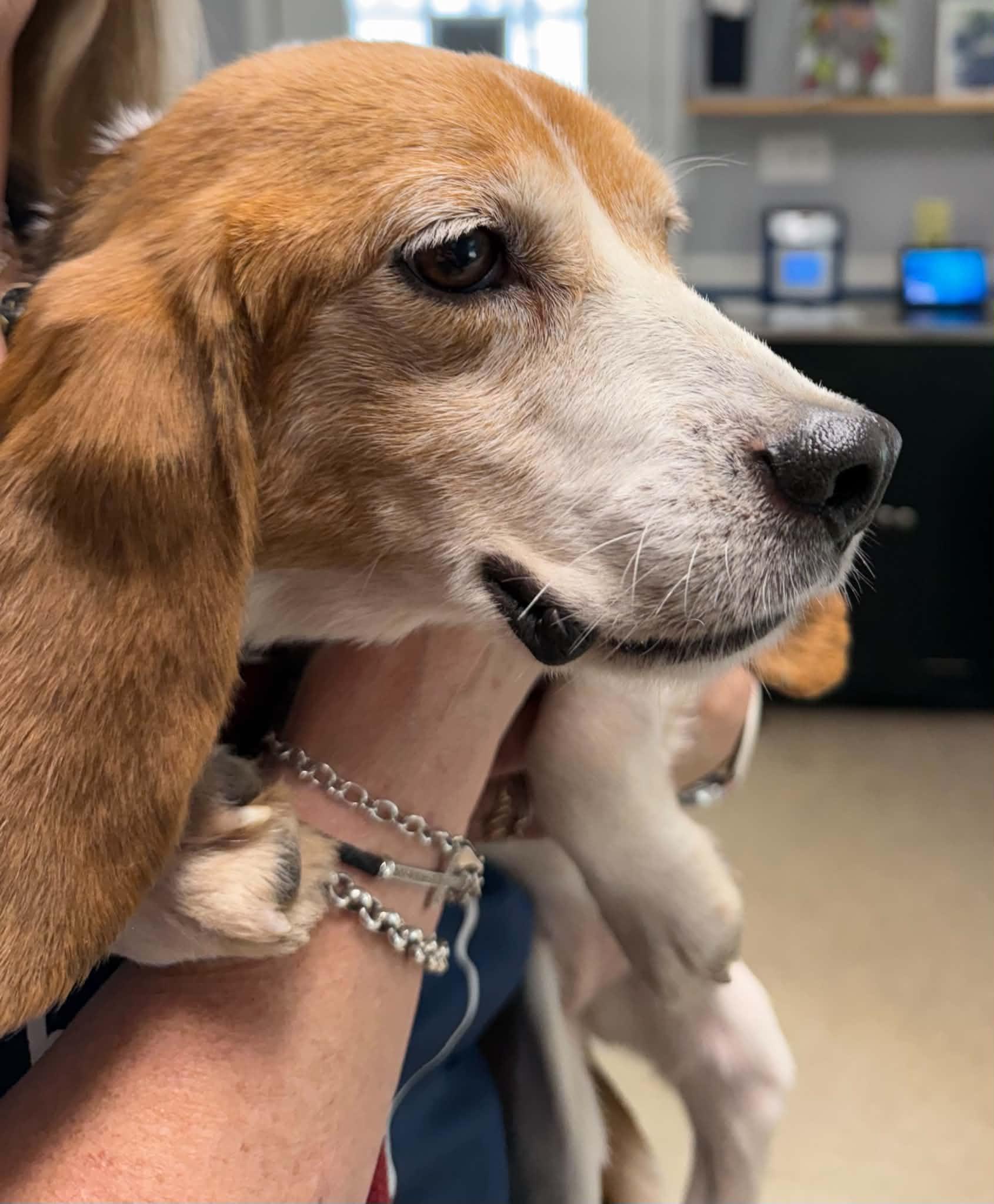 Junebug, a ADOPTABLE Beagle in Sunderland, MD image 2/4