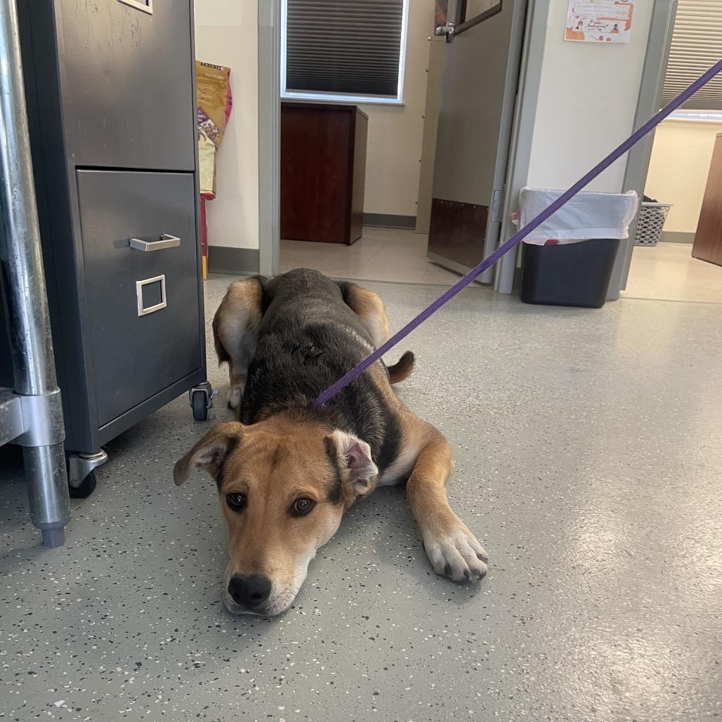 Wiggles, Adoptable, Adult Male Mixed Breed & Mixed Breed.