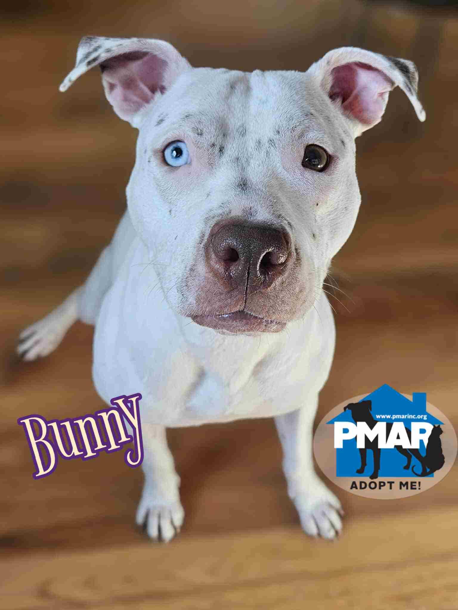 Enlarge Bunny, a Adoptable mixed breed in Decatur, GA image 1/5