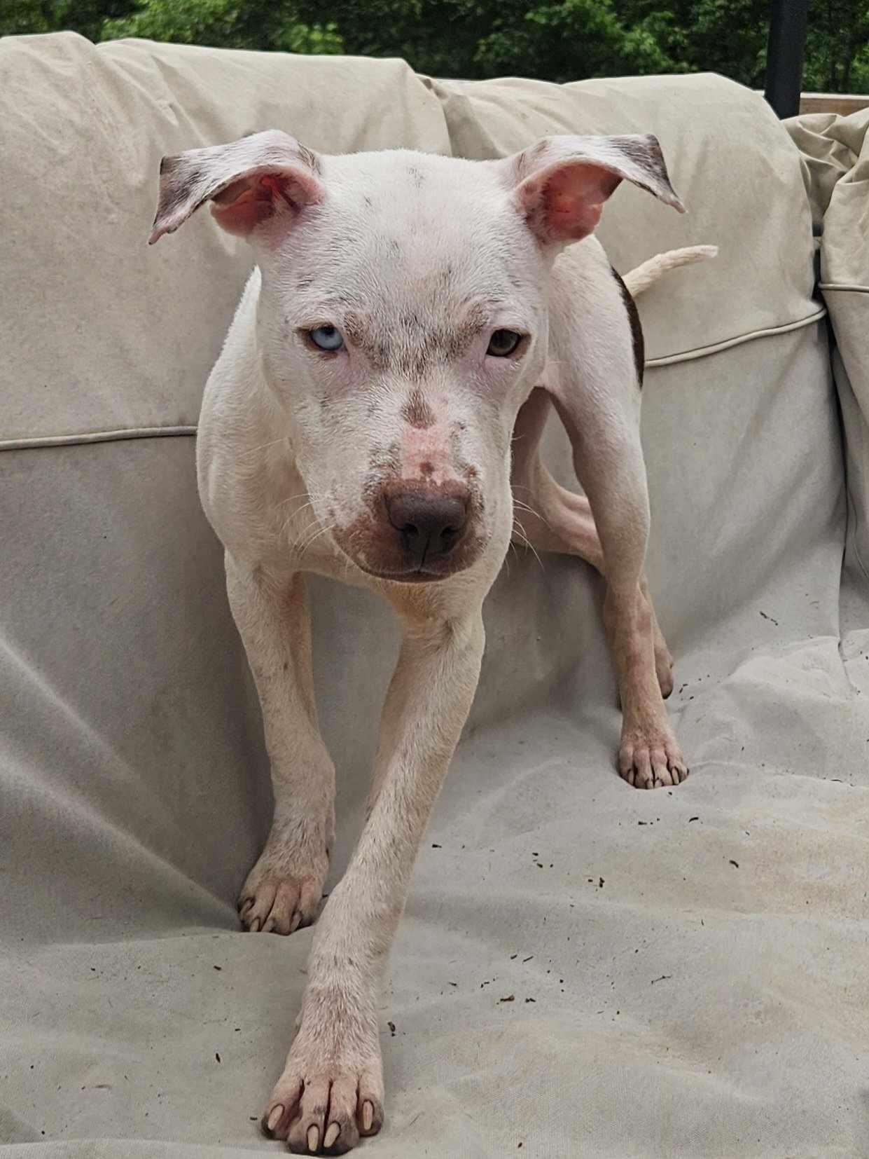 Enlarge Bunny, a Adoptable mixed breed in Decatur, GA image 5/5