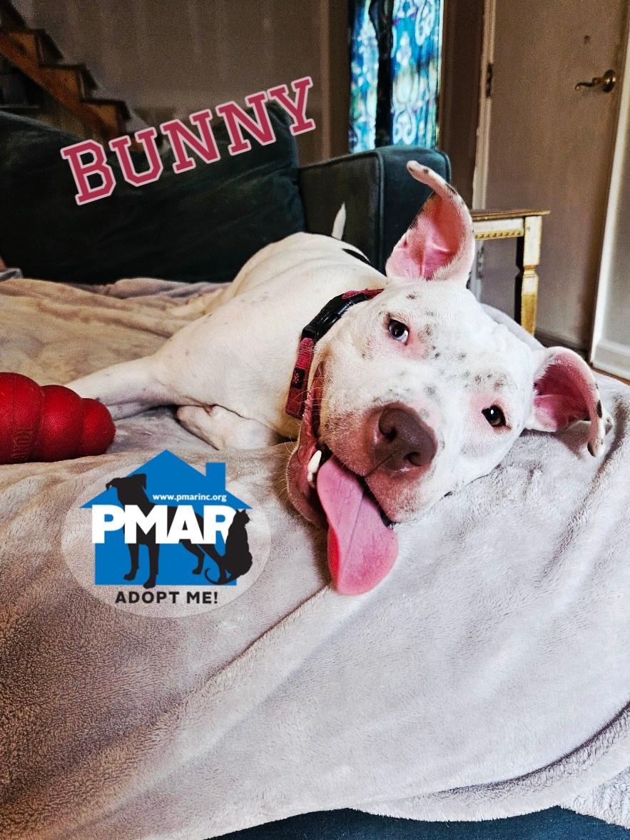 Enlarge Bunny, a Adoptable mixed breed in Decatur, GA image 3/5