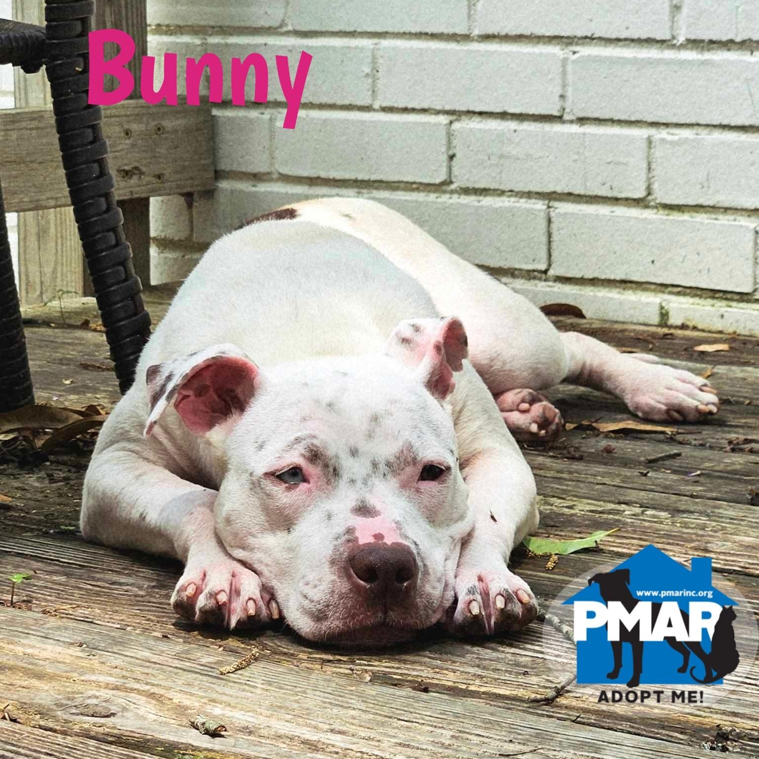 Enlarge Bunny, a Adoptable mixed breed in Decatur, GA image 4/5