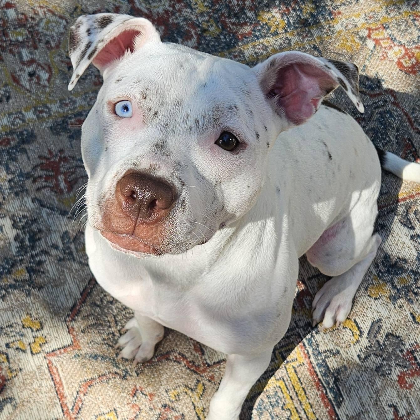 Bunny, Adoptable, Young Female Pit Bull Terrier.