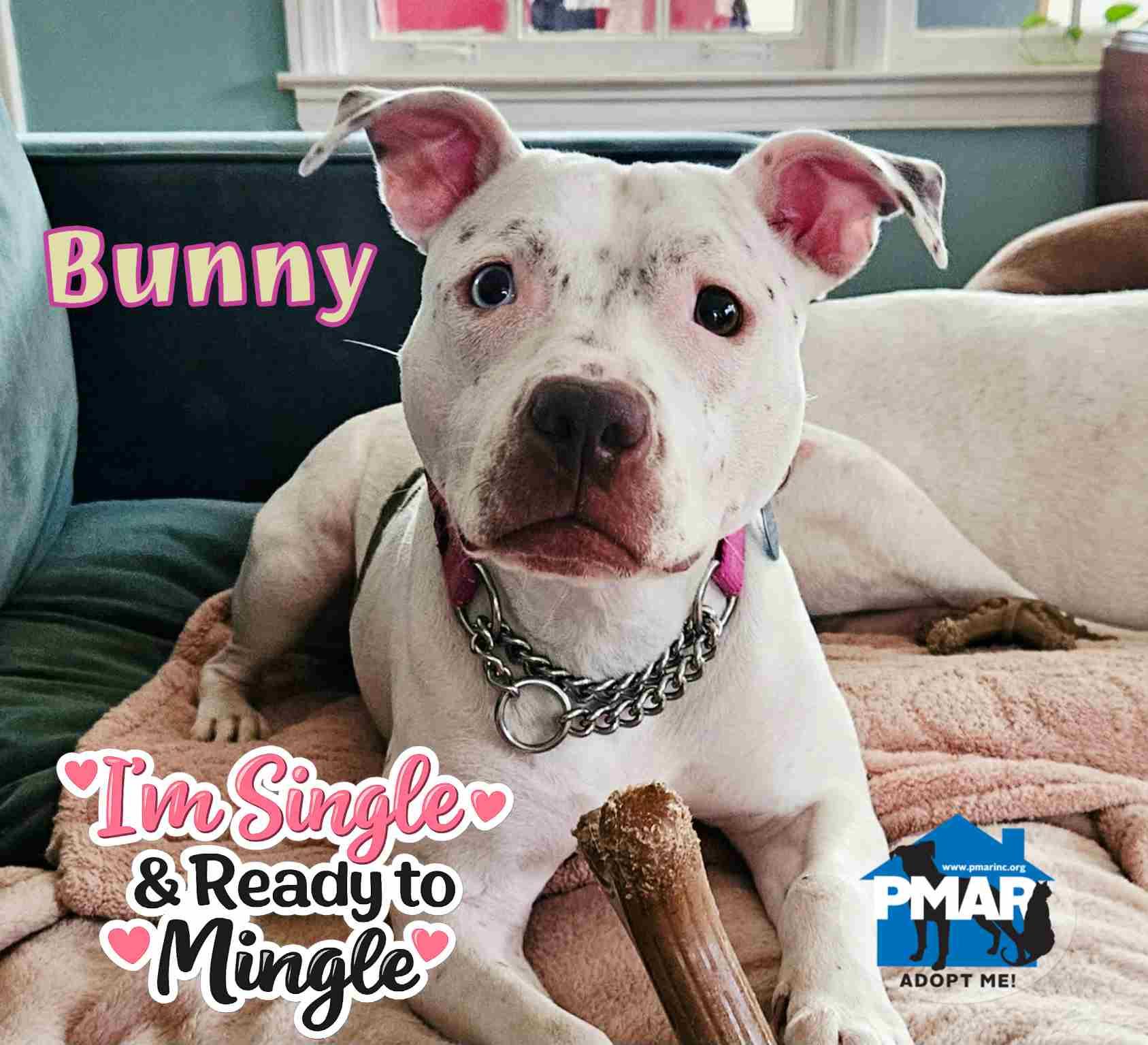 Bunny, Adoptable, Young Female Pit Bull Terrier.