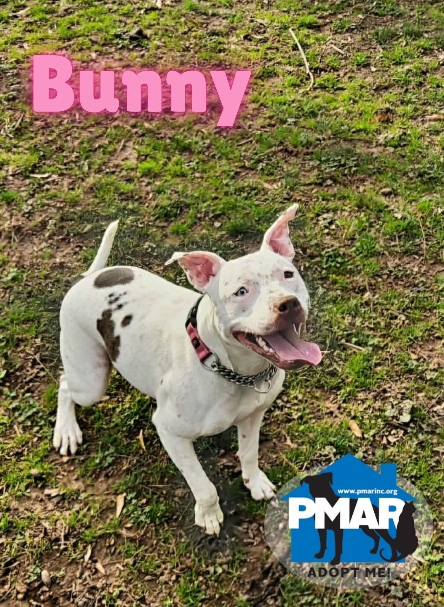 Enlarge Bunny, a Adoptable mixed breed in Binghamton, NY image 1/6