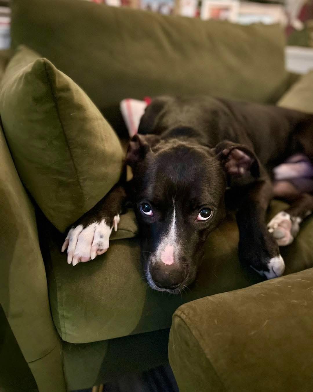 Jester, a Adoptable mixed breed in Houston, TX image 3/6