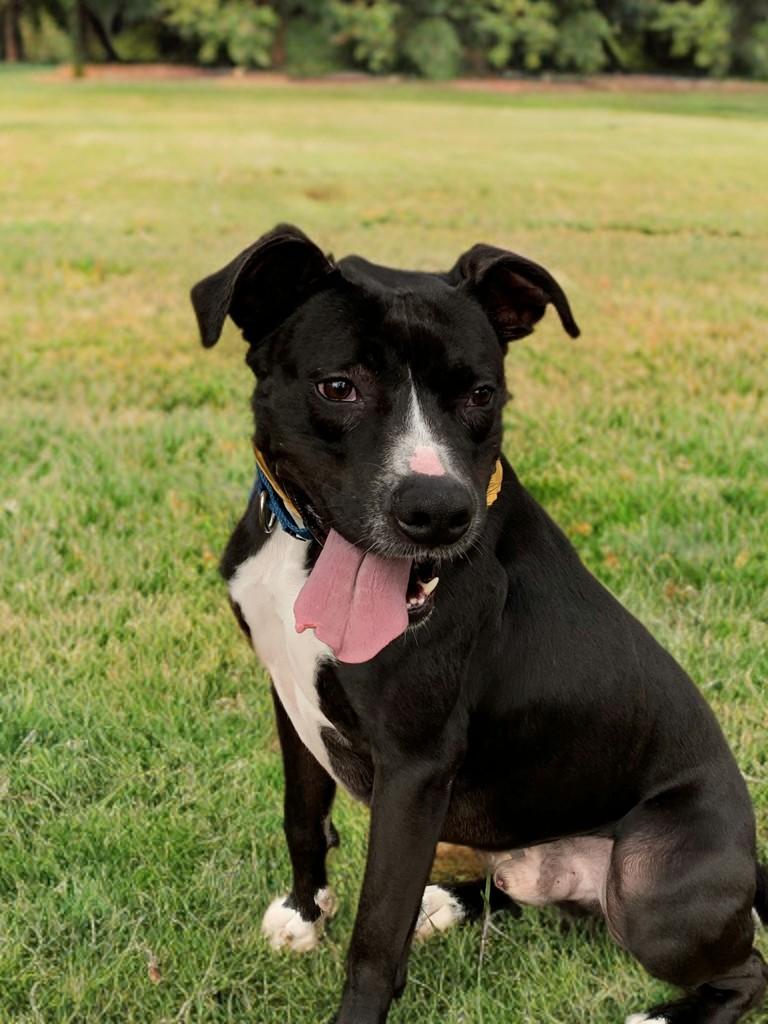 Jester, a Adoptable mixed breed in Houston, TX image 4/6