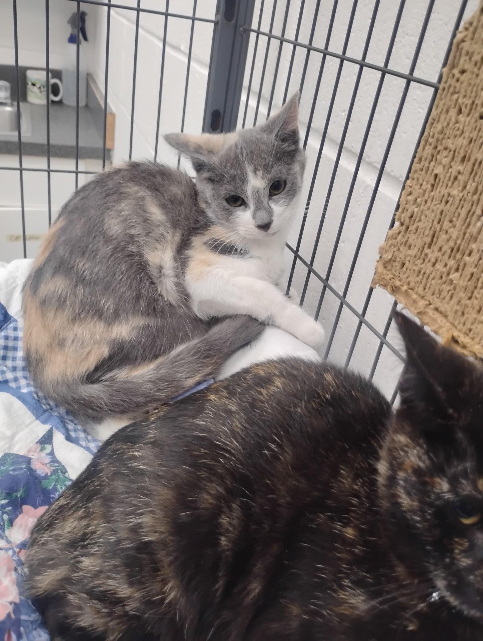 Enlarge Amethyst, a Adoptable Calico in Barnwell, SC image 1/1