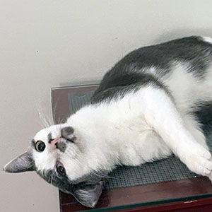 Lilibet, Adoptable, Young Female Domestic Short Hair.