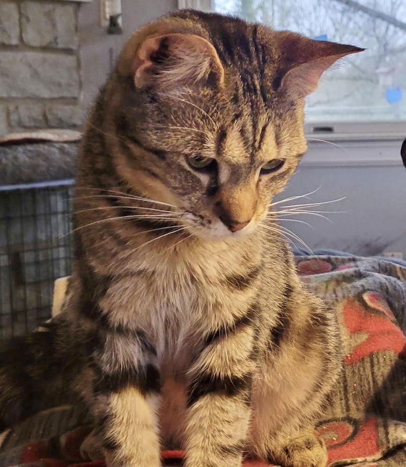 Enlarge Fuzzle, a Adoptable mixed breed in Dublin, OH image 2/3