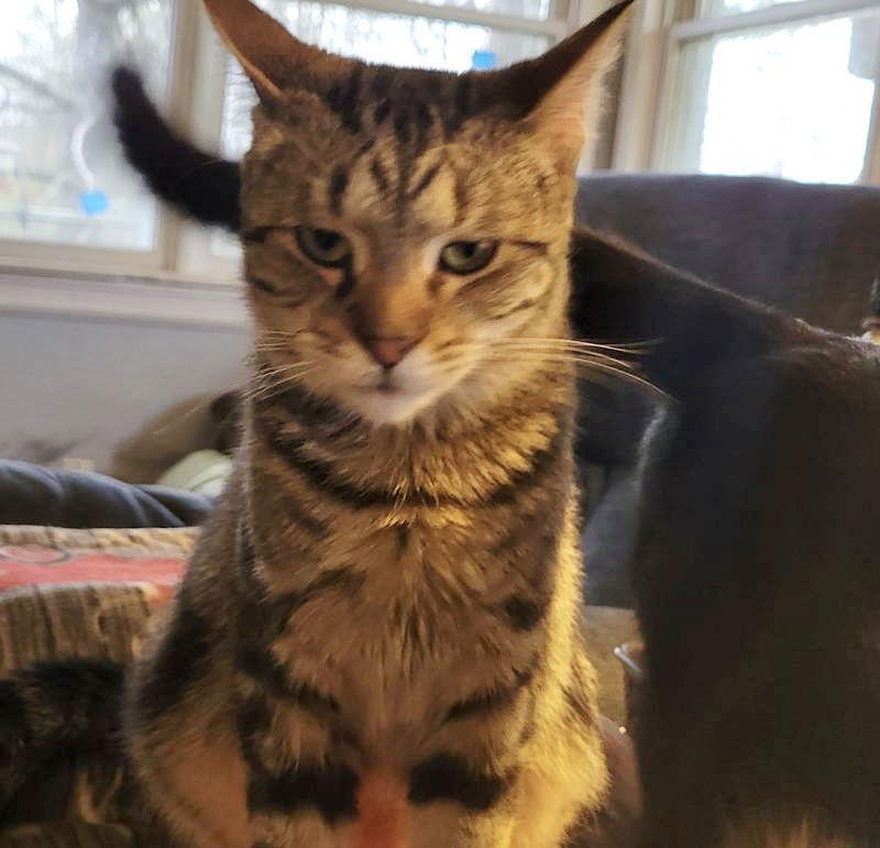 Fuzzle, Adoptable, Adult Male Tabby & Domestic Short Hair.