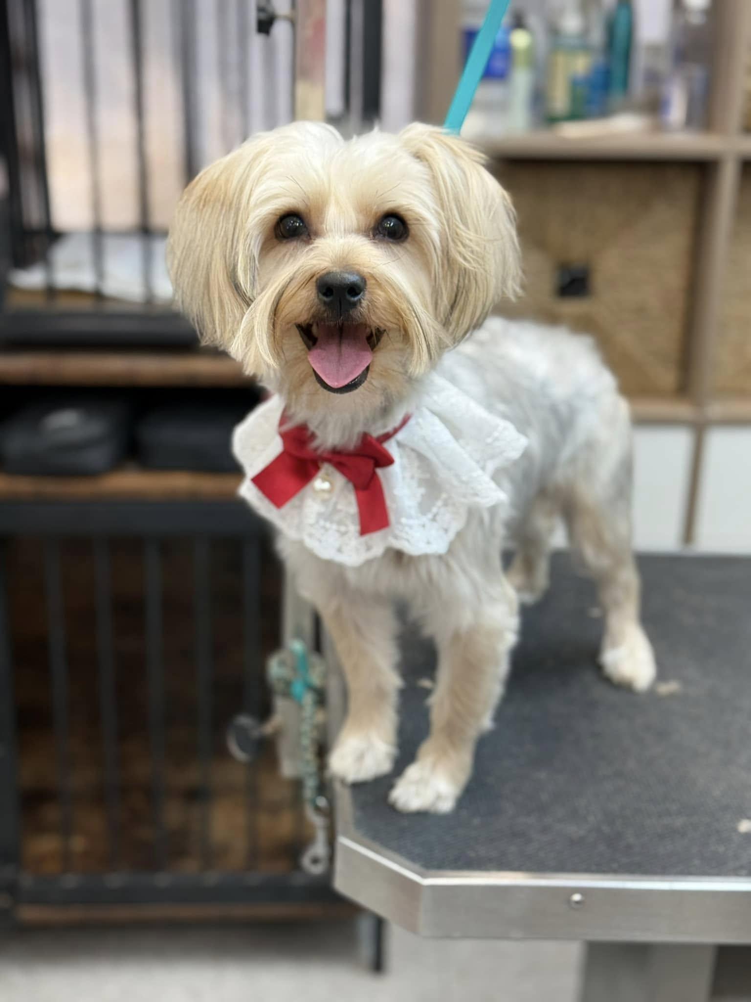 Lola, Adopted, Puppy Female Yorkie Poo & Miniature Poodle.