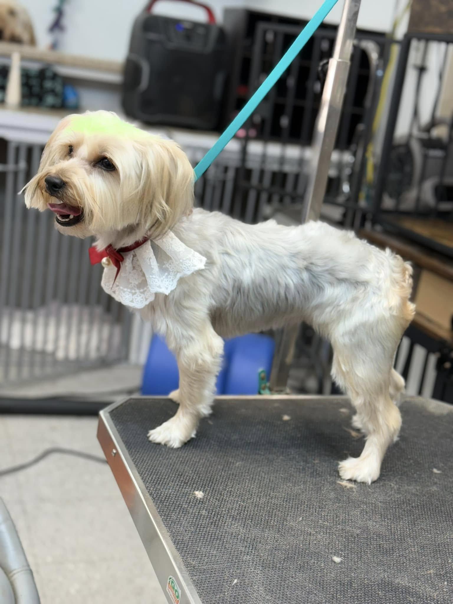 Lola, a Adopted mixed breed in Camarillo, CA image 3/3