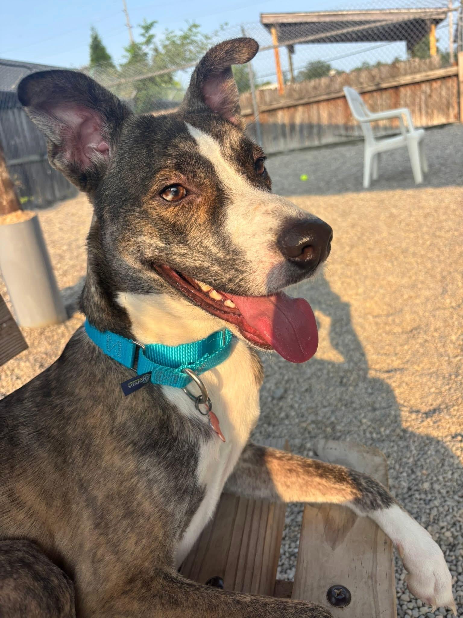 Enlarge Otis, a Adoptable mixed breed in Cincinnati, OH image 5/5