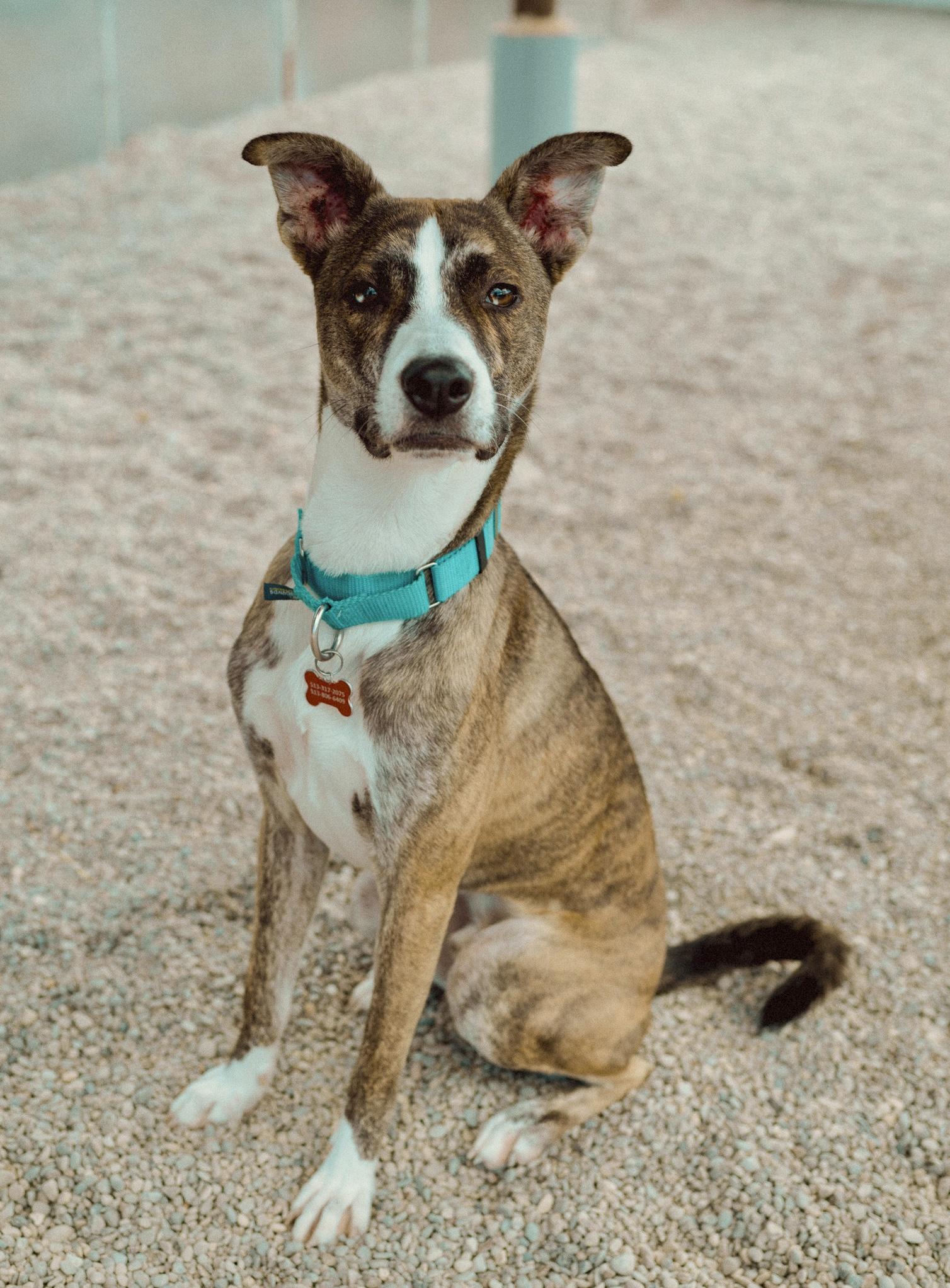 Enlarge Otis, a Adoptable mixed breed in Cincinnati, OH image 3/5