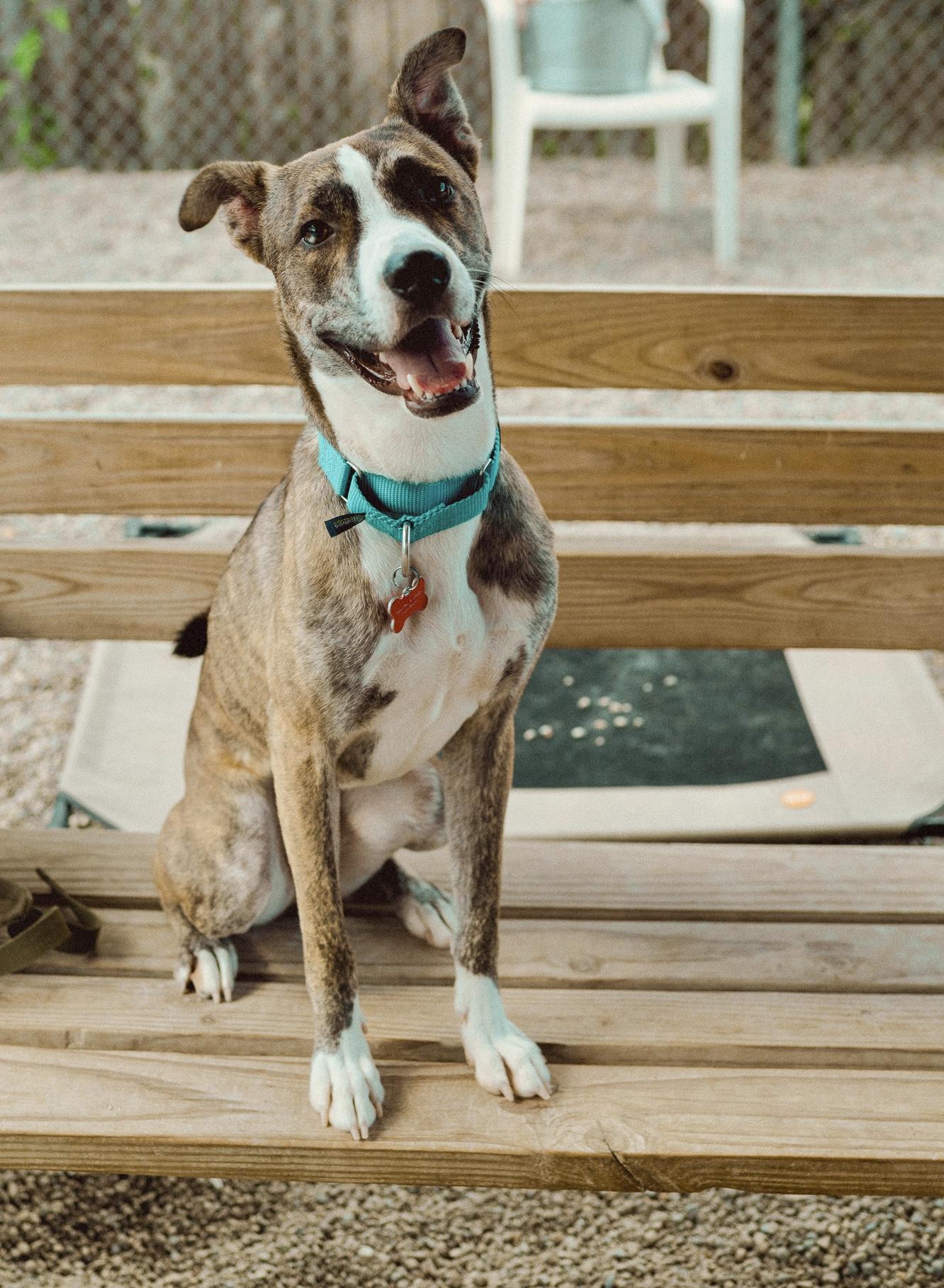 Enlarge Otis, a Adoptable mixed breed in Cincinnati, OH image 2/5