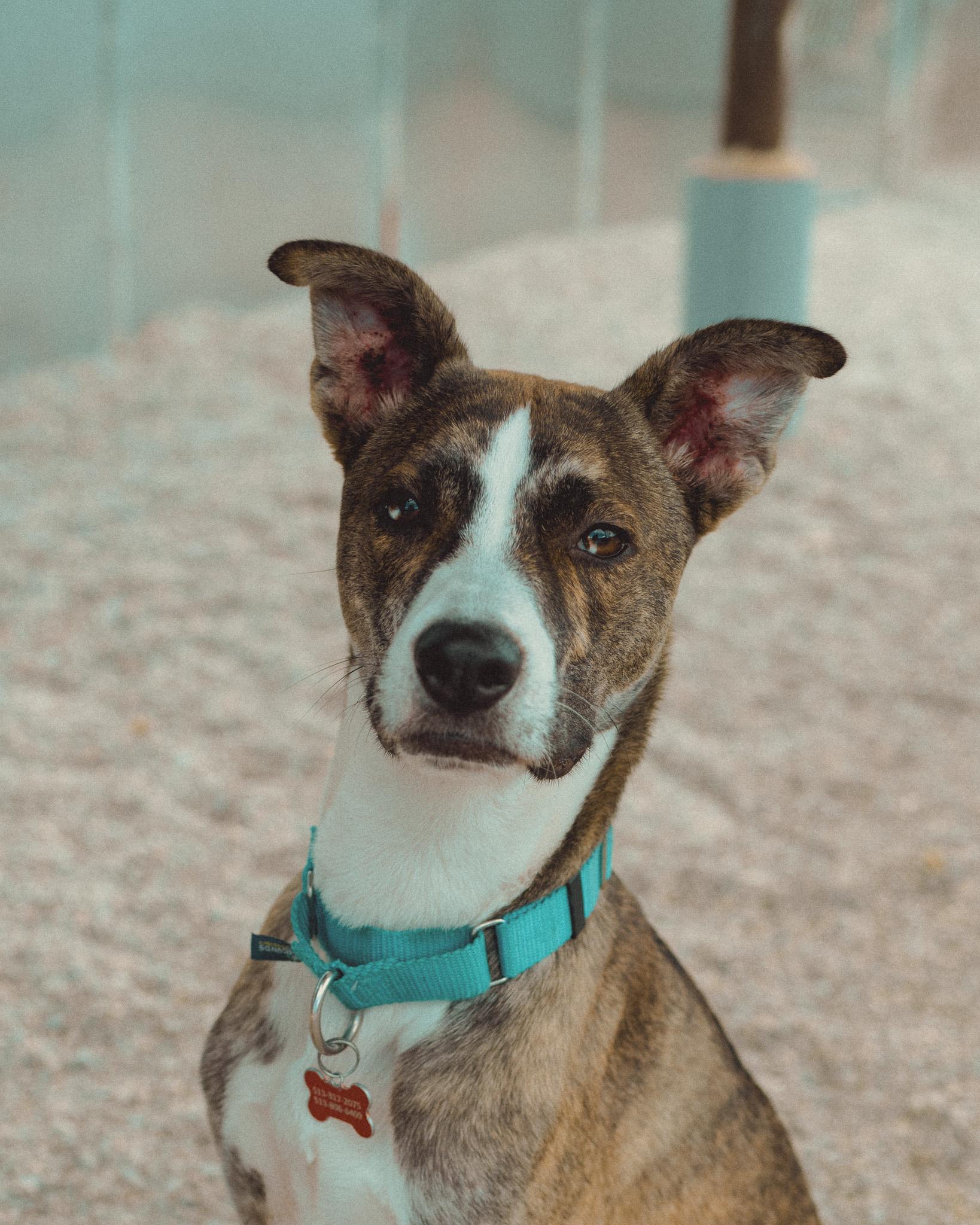 Otis, Adoptable, Young Male Whippet.