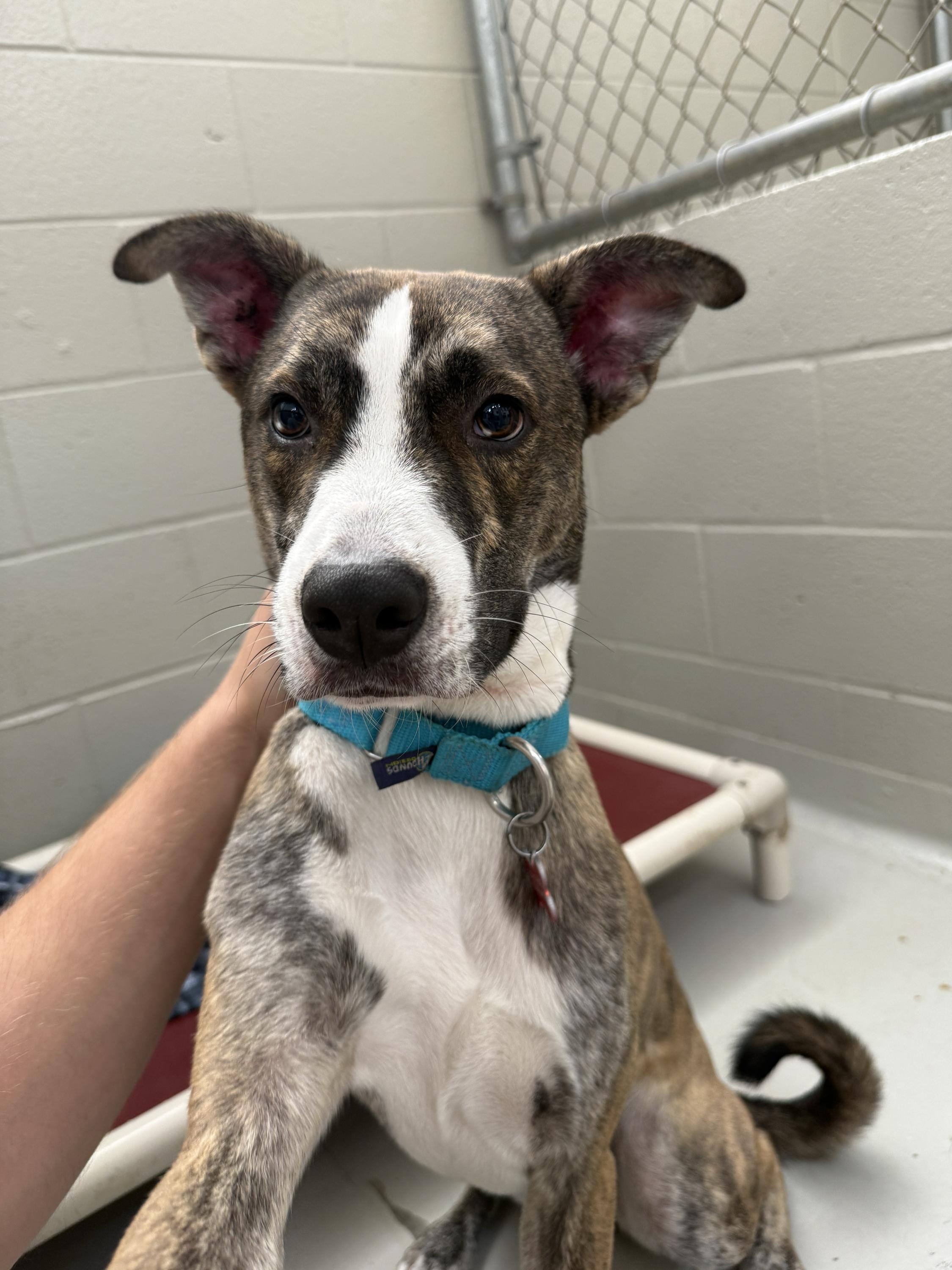 Enlarge Otis, a Adoptable mixed breed in Cincinnati, OH image 4/5