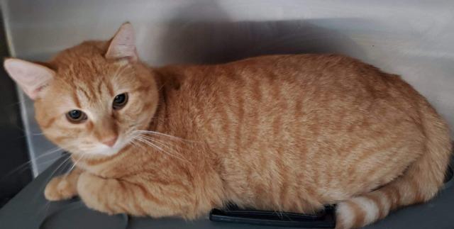 Enlarge Tommy, a Adoptable mixed breed in Hastings, NE image 1/3