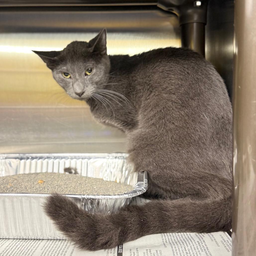 Butcher, Adoptable, Adult Male Domestic Short Hair & Domestic Medium Hair.