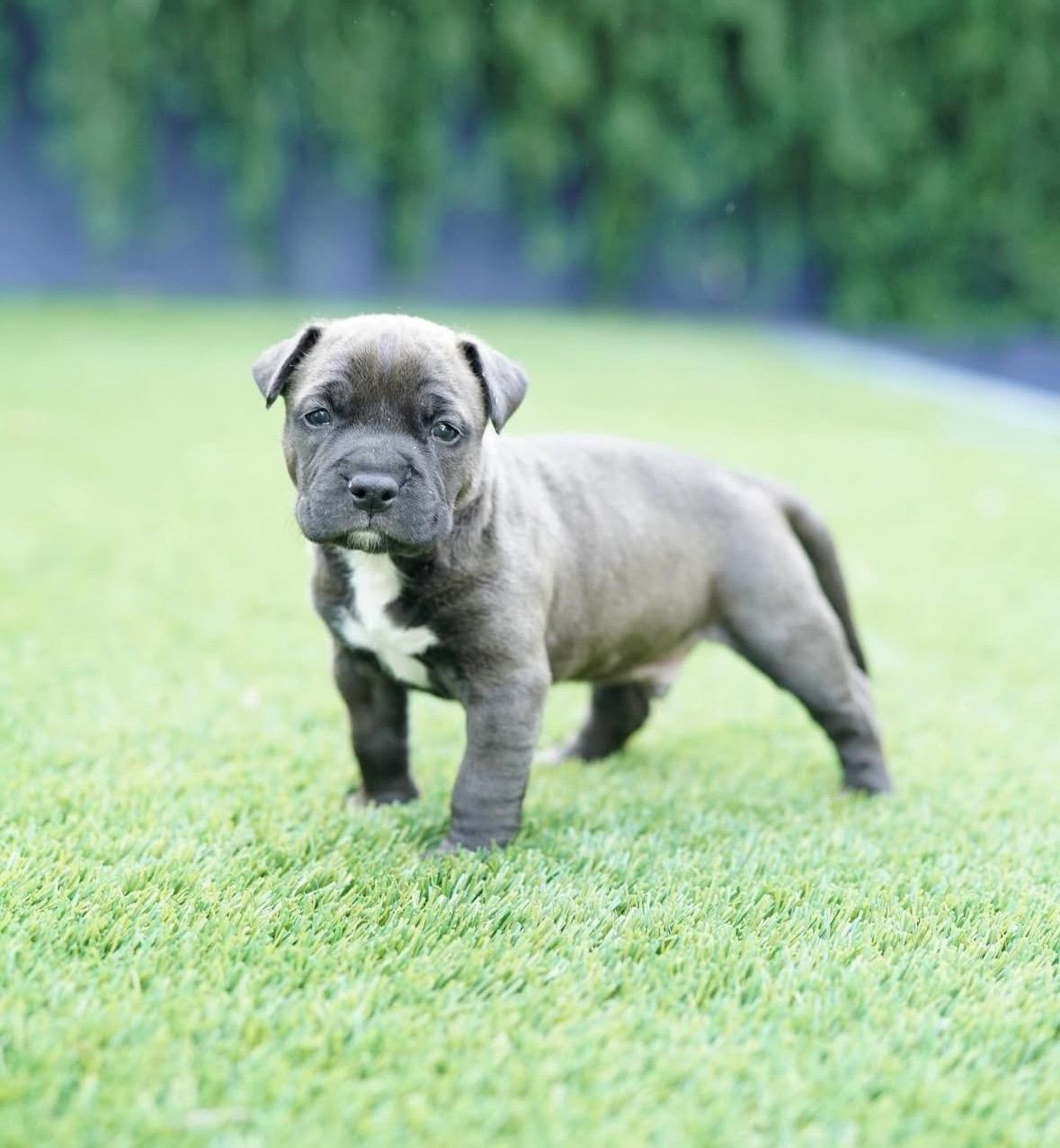 Enlarge Mowgli, a ADOPTABLE mixed breed in Pasadena, CA image 6/6