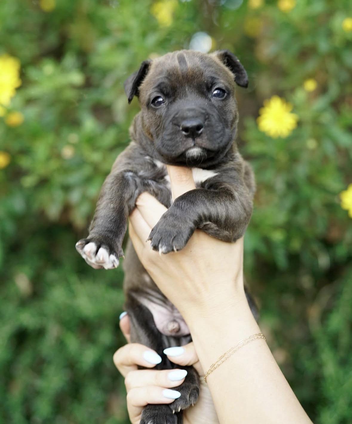 Mowgli, ADOPTABLE, Puppy Male American Staffordshire Terrier.
