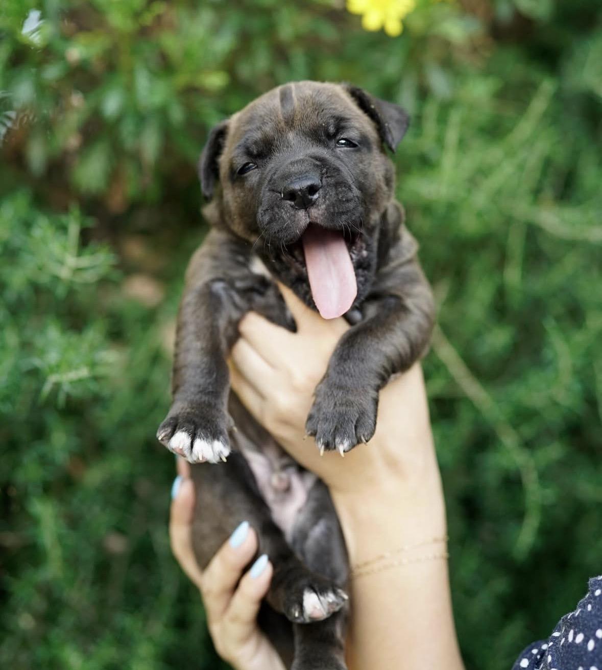 Enlarge Mowgli, a ADOPTABLE mixed breed in Pasadena, CA image 3/6