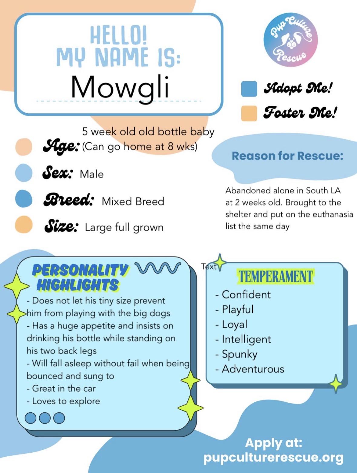 Enlarge Mowgli, a ADOPTABLE mixed breed in Pasadena, CA image 2/6