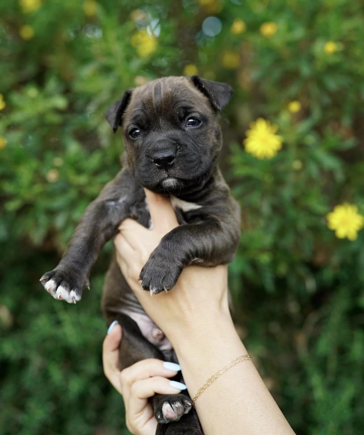 Enlarge Mowgli, a ADOPTABLE mixed breed in Pasadena, CA image 4/6