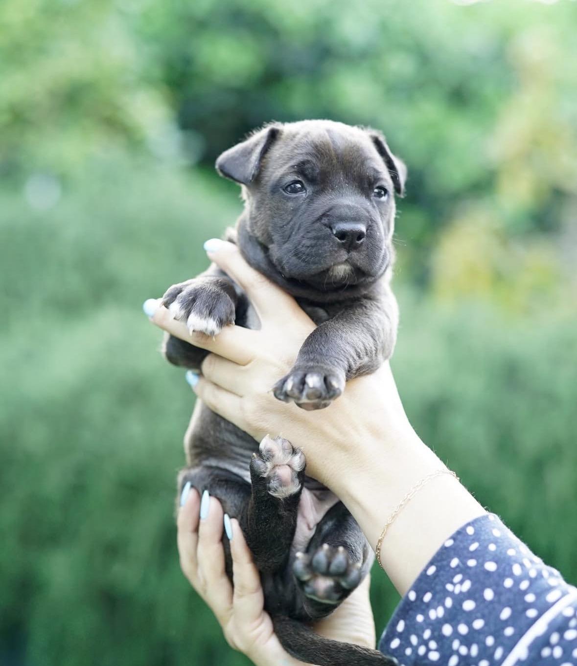 Enlarge Mowgli, a ADOPTABLE mixed breed in Pasadena, CA image 5/6