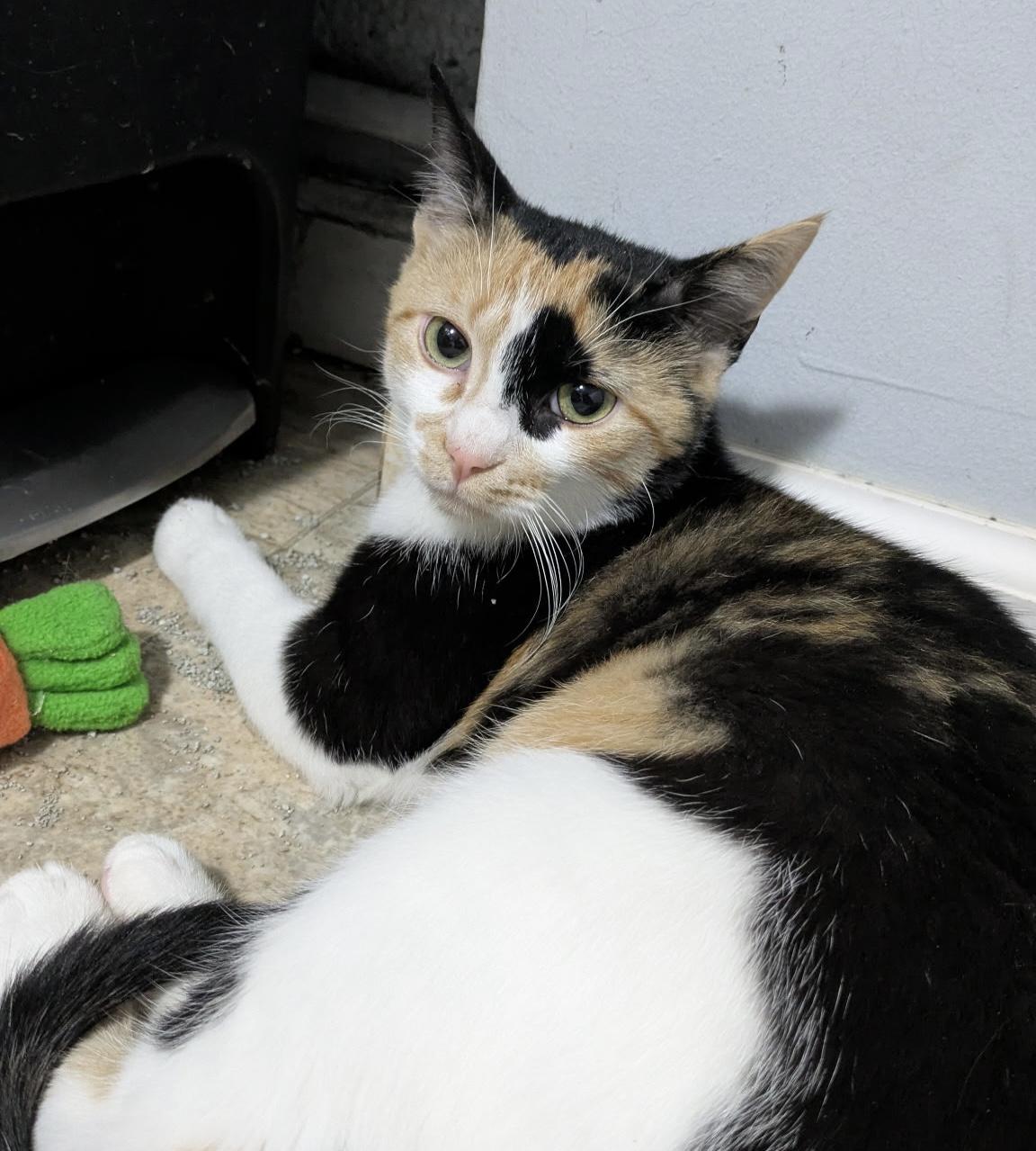 Sparrow, a ADOPTABLE Domestic Short Hair in Elkton, MD image 4/5