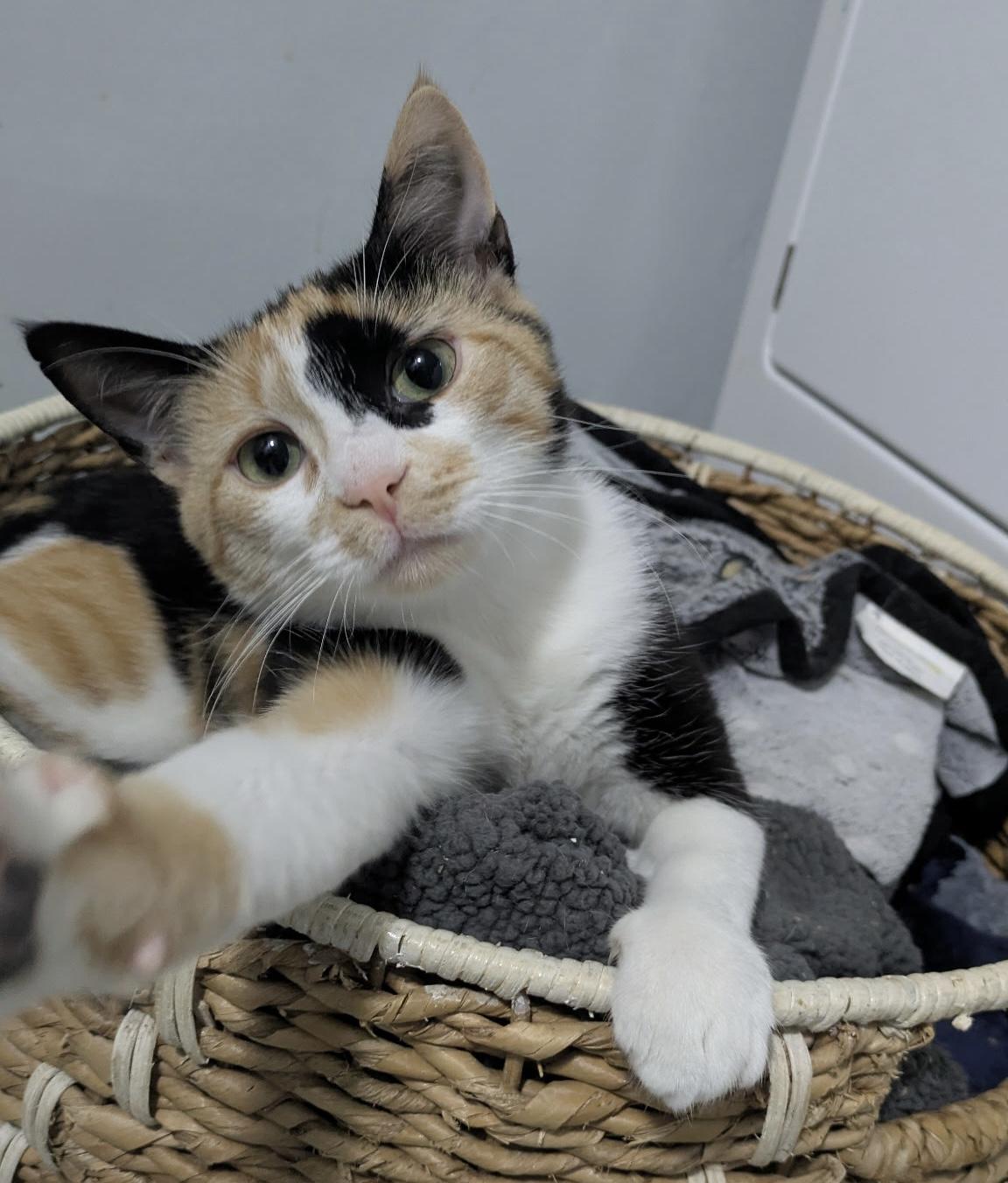 Sparrow, a ADOPTABLE Domestic Short Hair in Elkton, MD image 2/5