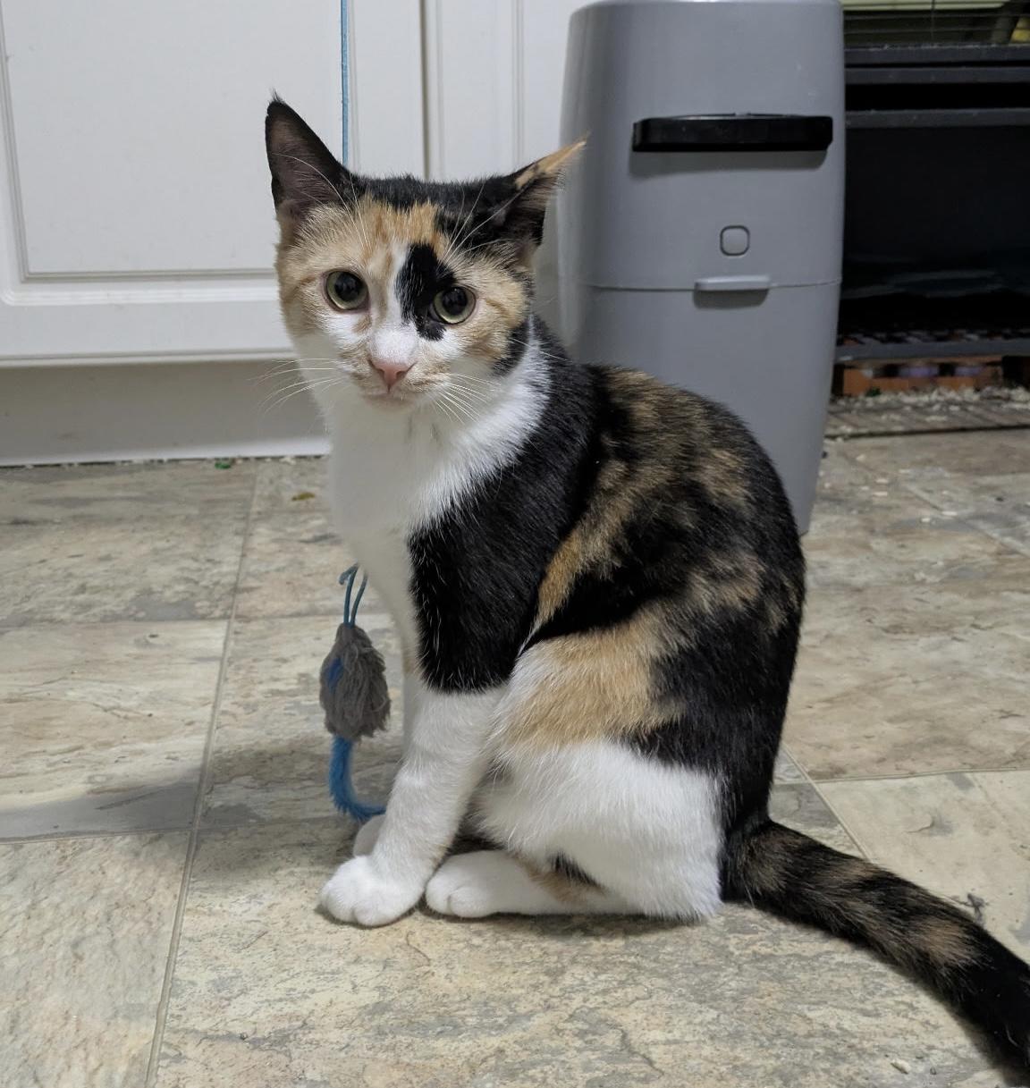 Sparrow, a ADOPTABLE Domestic Short Hair in Elkton, MD image 3/5