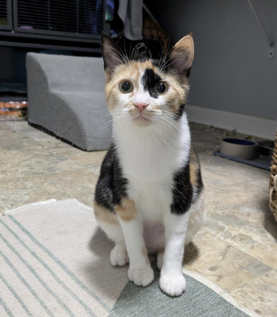 Sparrow, a ADOPTABLE Domestic Short Hair in Elkton, MD image 5/5