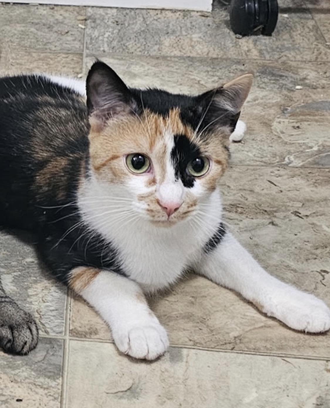 Sparrow, a ADOPTABLE Domestic Short Hair in Elkton, MD image 1/5