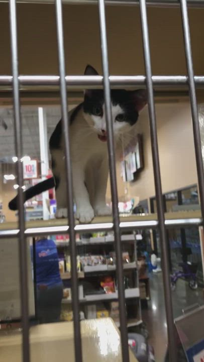 Enlarge Austin, a Adopted Domestic Short Hair in Conway, SC video 6/11