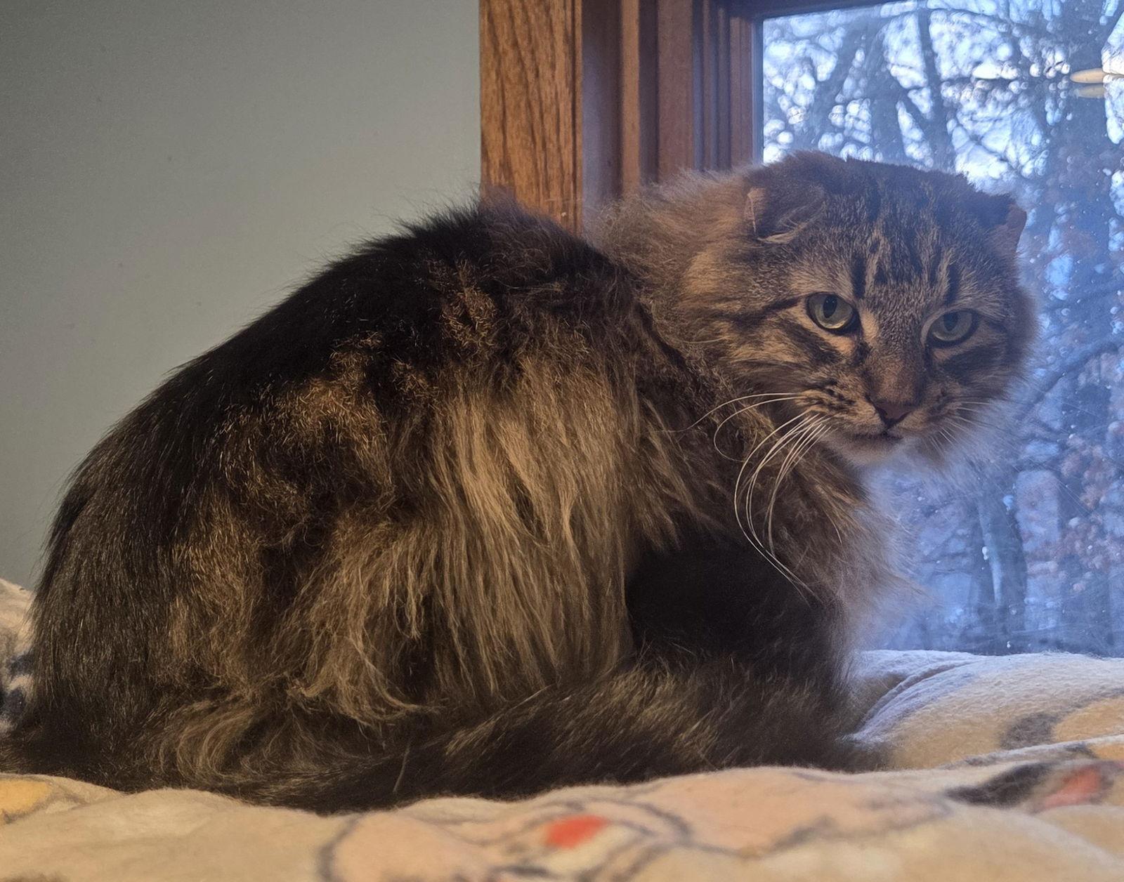 Enlarge Ralph, a Adoptable mixed breed in Forest Lake, MN image 1/3