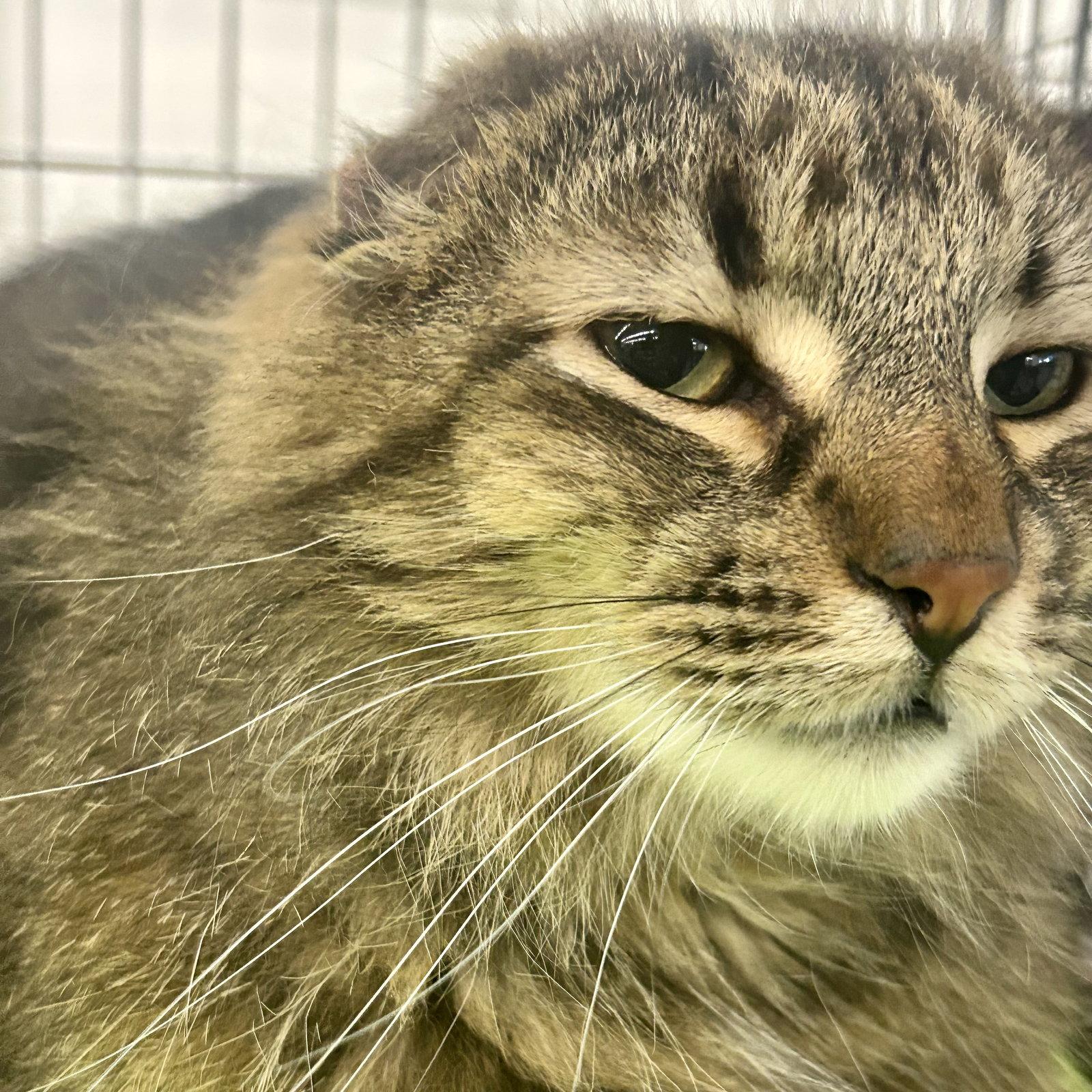 Enlarge Ralph, a Adoptable mixed breed in Forest Lake, MN image 2/3