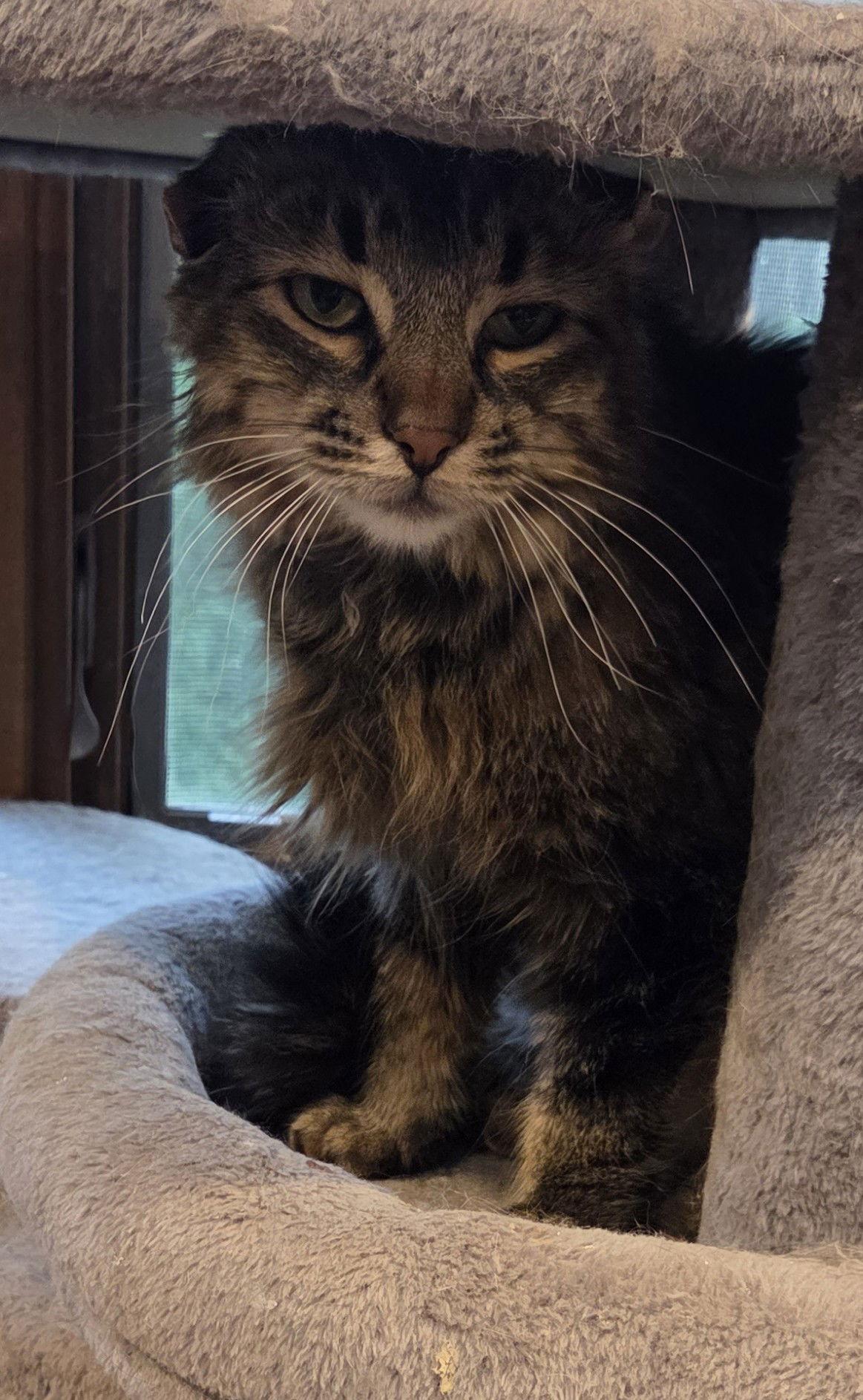 Ralph, Adoptable, Adult Male Domestic Medium Hair & Tabby.