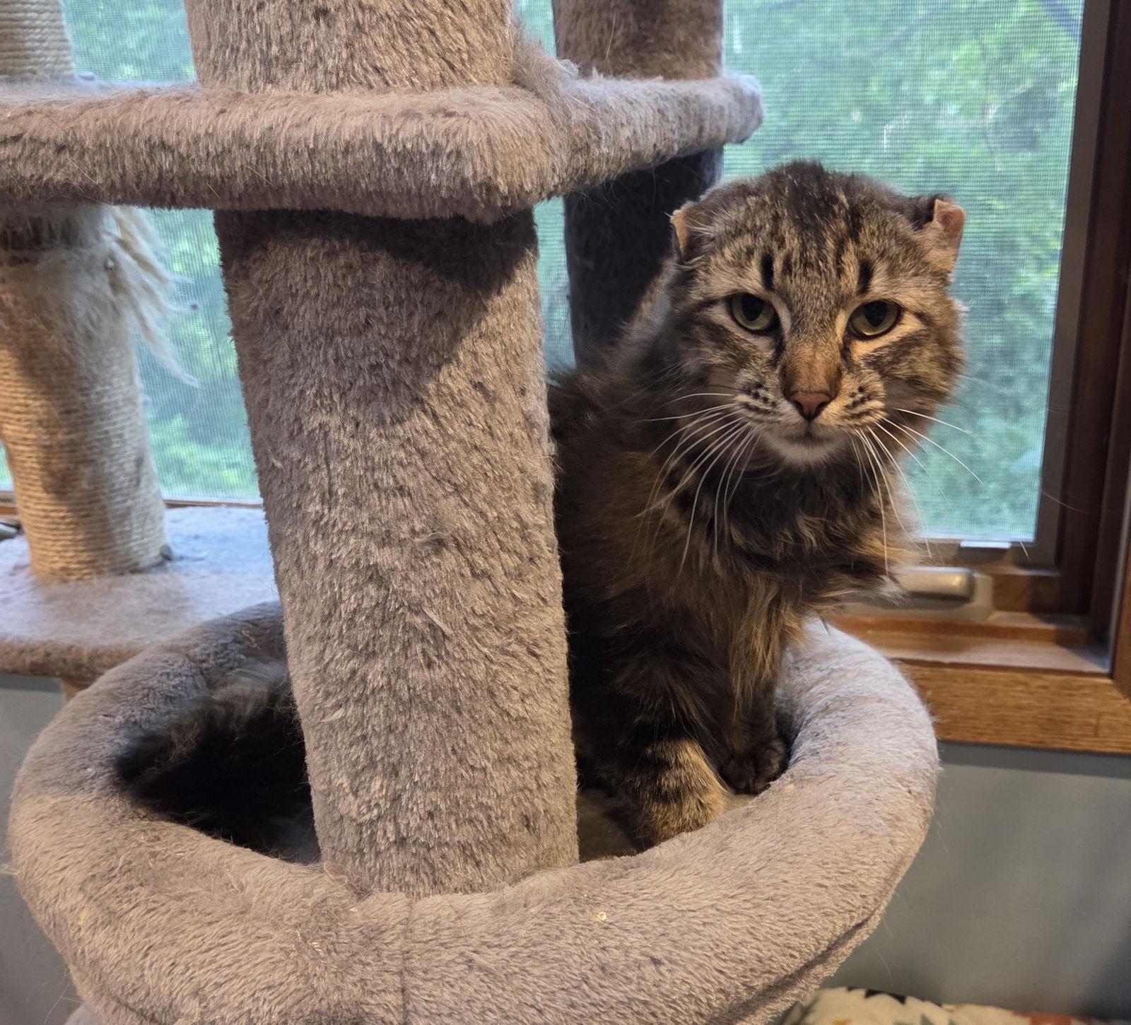 Enlarge Ralph, a Adoptable mixed breed in Forest Lake, MN image 2/2