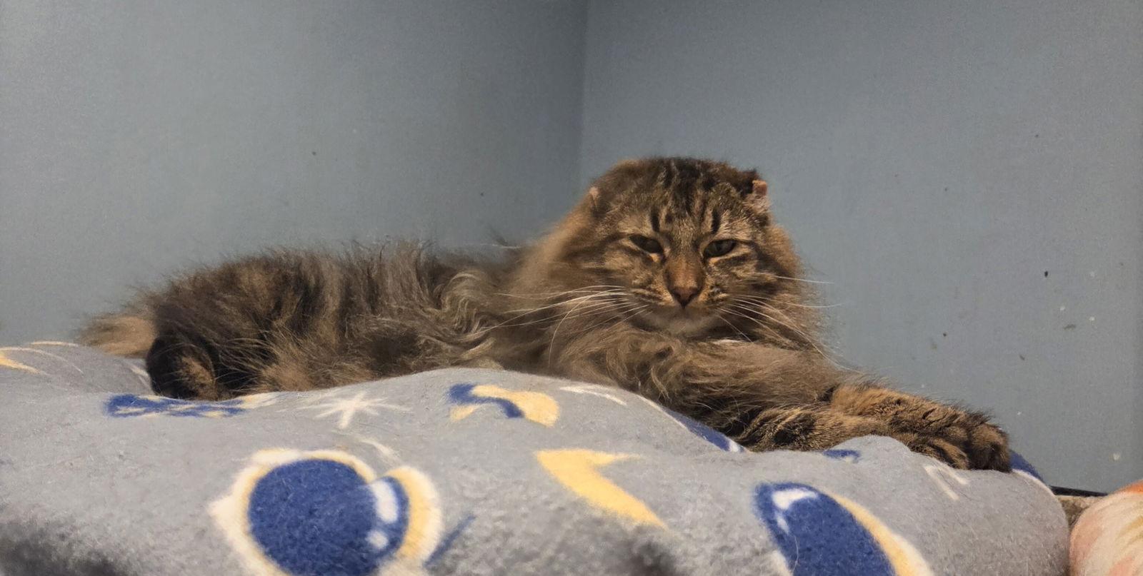 Enlarge Ralph, a Adoptable mixed breed in Forest Lake, MN image 3/3