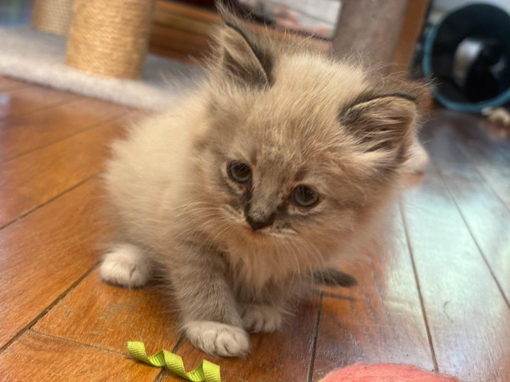 Moe, a Adoptable mixed breed in Brainardsville, NY image 6/6
